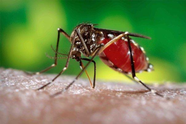 zika vírus